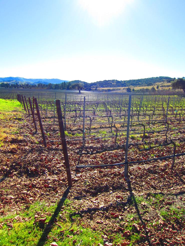 Foley Estates Vineyard & Winery