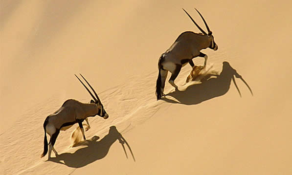 Photo credit: aardvarksafaris.com