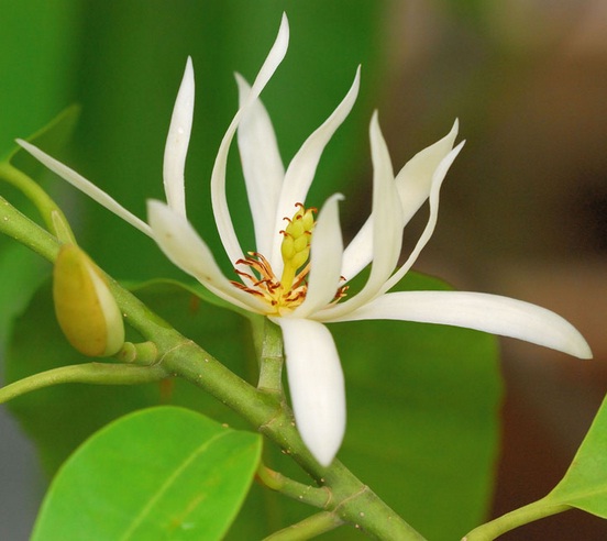 kantil-putih-sudah-mekar[1]